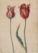 Georg Flegel, Two Tulips